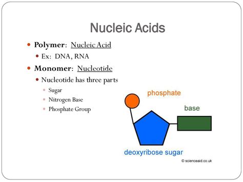 Unlock Secrets: Monomer of Nucleic Acid