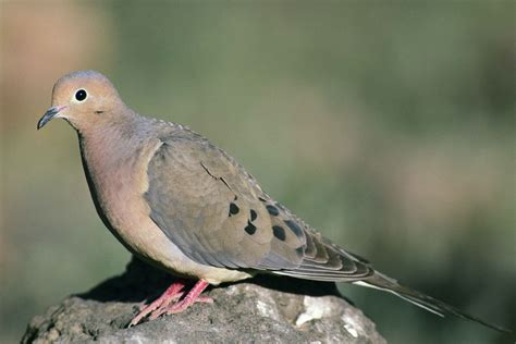 Discover the Graceful Secrets of the Mourning Dove Zenaida macroura