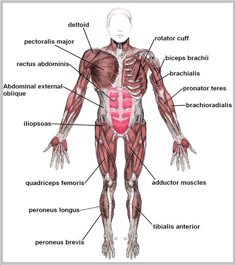 Muscles In The Human Body