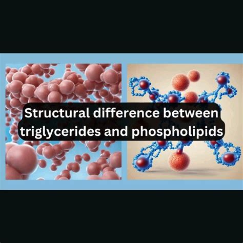 Structural Contrast: Triglycerides vs Phospholipids