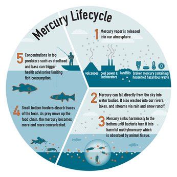 Navigating Mercury In Seafood Fda S New Survey And Seatopia S Commitm Seatopia