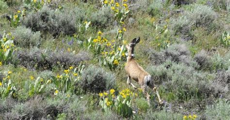 Nevada Hunting Curtailed As Excessive Snow Extreme Drought Diminish Mule Deer Bighorn Sheep Herds The Nevada Independent