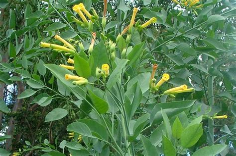 Nicotiana Glauca: The Unexpected Benefits of This Rare Plant