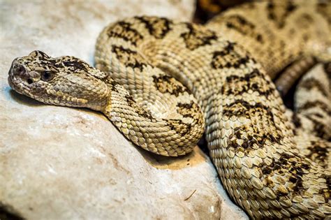 Nightmare Inducing Texas Rattlesnake Photo Sending Shivers Across Facebook