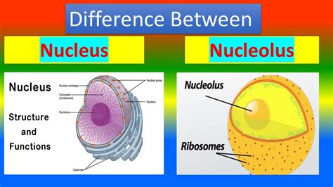 Nucleoli vs Nucleus: Unveiling the Cell's Hidden Secrets