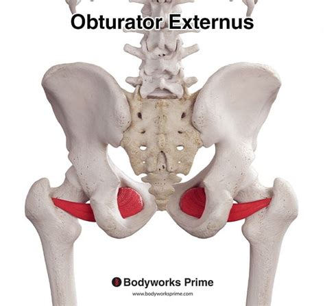 Secrets of Obturator Externus Muscle