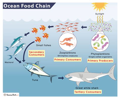 Ocean Food Chain Ocean Food Chains Jump Inc