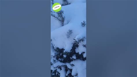 Ohhhhh Cold Ohhhhh Cold