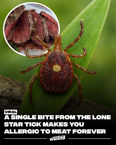 One Bite From A Lone Star Tick Makes You Allergic To Red Meat For Life