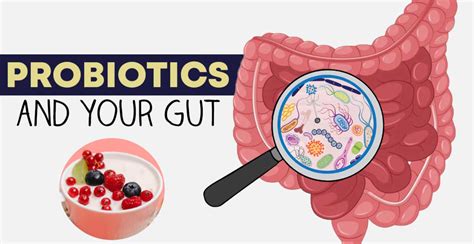 Optimize Gut Health Best Time To Take Probiotics