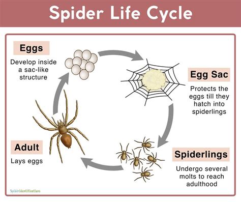 Orb Spider Life Cycle At Carmela Schatz Blog Orb Spider Life Cycle At Carmela Schatz Blog