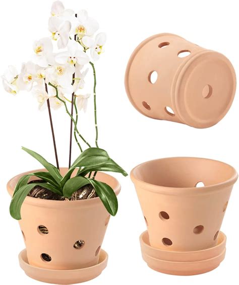 Orchid Pots Mitre 10 At Jamie Spinelli Blog