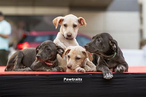 Who Is Panav Rajer Harvard And Why Is He Making Waves?