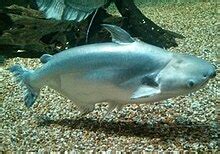 Pangasius Wikipedia