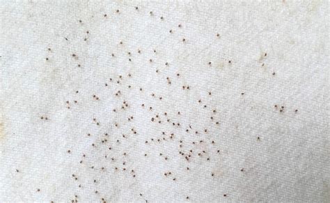 Peak Season For Lone Star Tick Approaching Bite Could Cause Severe