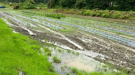 Persistent Rainfall Threatens Maine Farms Delays Crop Harvesting And