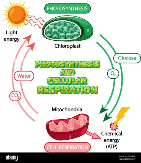 Unraveling the Mysteries of Photosynthesis and Cellular Respiration