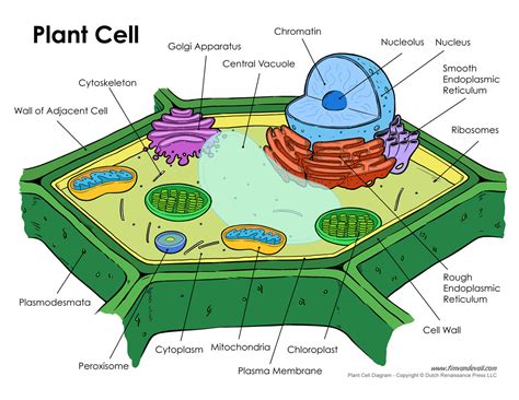Plant Cell Diagram: Unveil Plant Biology Secrets