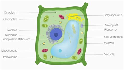 Unveil Mysteries of Plant Cell Labeled Diagrams