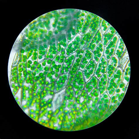 Plant Cell With Chloroplast Under Light Microscope Stock Photo Picture And Royalty Free Image Image 60142946