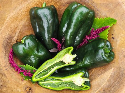 Poblano Ancho Chile Pepper Mild Heirloom For Roasting Jerra S Garden