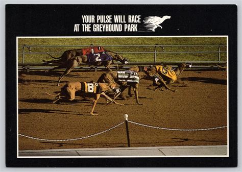 Postcard Dog Racing At Greyhound Park Wi 4711485128