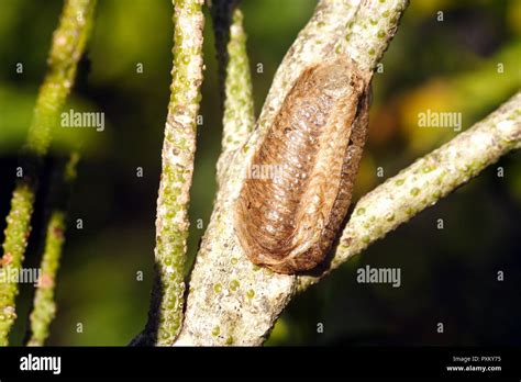 Praying Mantis Eggs: Secrets Revealed