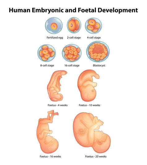 Pregnancy Week By Week Fetal Development Pictures Fetal Development