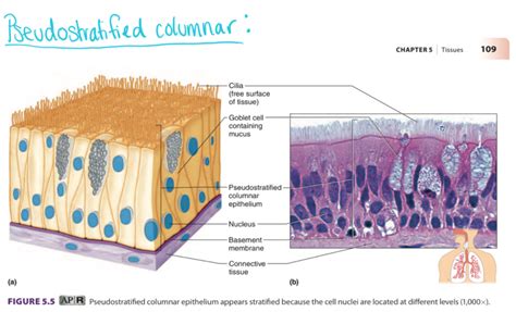 Pseudostratified Ciliated Columnar Epithelium Insights