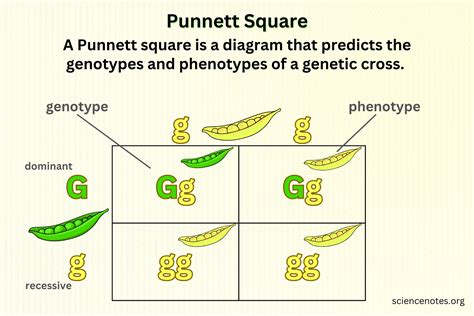 Punnett Square Example Explained: Genetics Insight