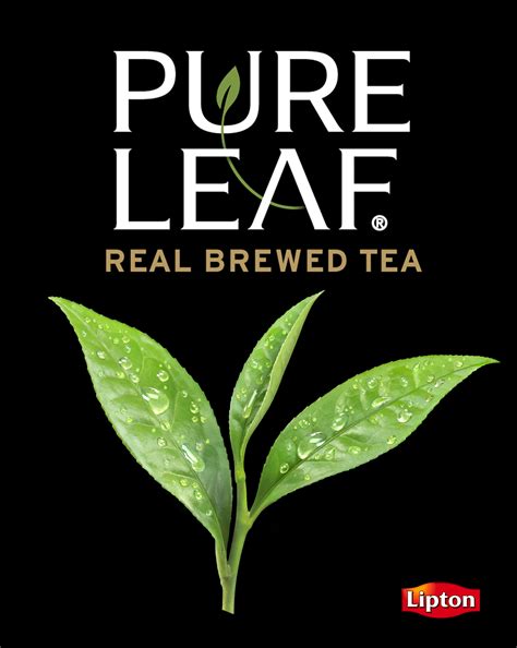 Pure Leaf Tea Leaves Lori Anzalone Illustration Pure Leaf Tea Leaves Lori Anzalone Illustration