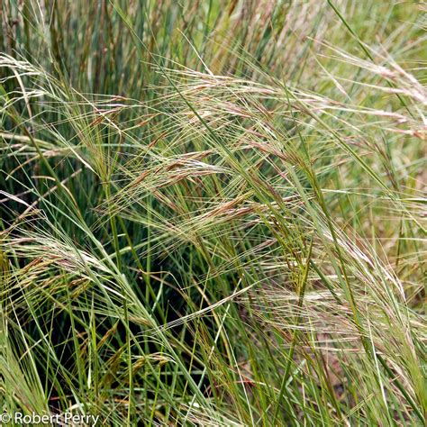 Purple Needle Grass: Hidden Garden Gem
