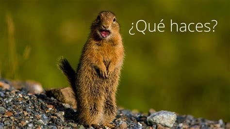 What You Say: 'Qué Haces' in English?