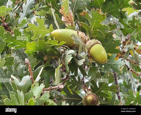 Discover the Secrets of Quercus Lobata: Nature's Majestic Oak Tree
