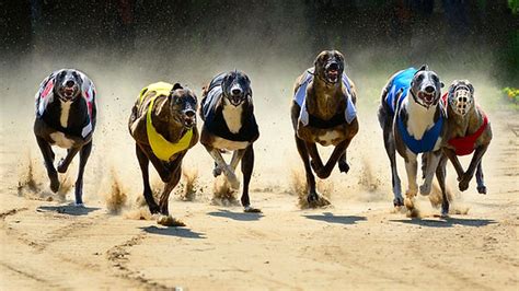Racing Harlow Greyhounds