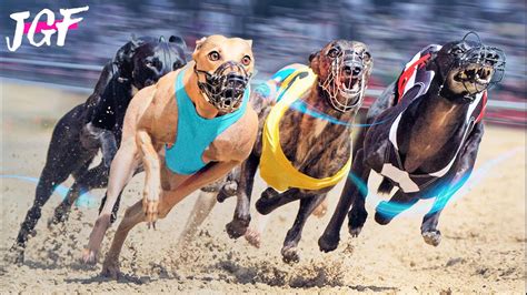 Racing Post Dogs