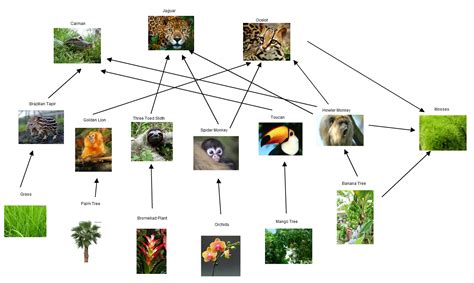 Unveiling the Mysteries of the Rainforest Food Web