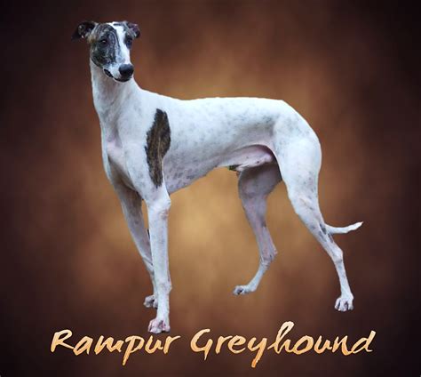 Rampur Greyhound Breed Information Characteristics Amp Heath Problems
