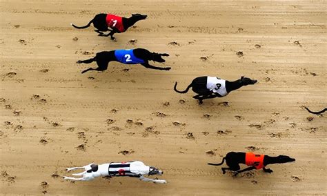 Ratings Sectionals Explained Greyhound Racing Timeform