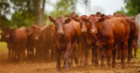 Red Heifers Arrive In Israel Is It A Signal Of The 3Rd Temple End