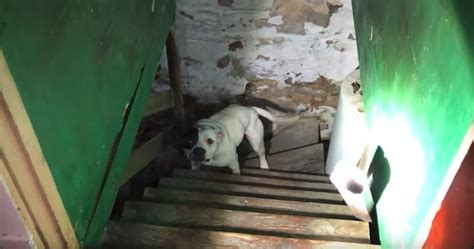 Rescuers Called After Person Buys A House And Finds Pit Bull Chained U