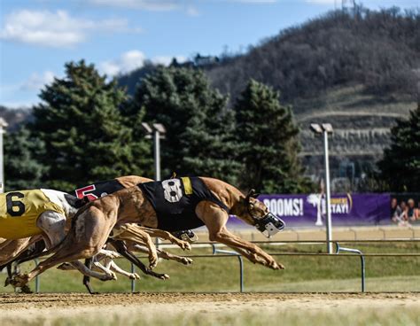 Results Greyhound Racing At Wheeling Island