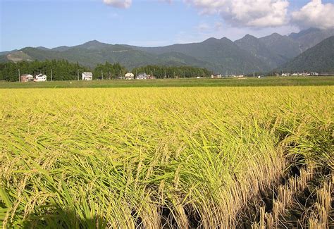 Rice Paddy Field Secrets Unveiled