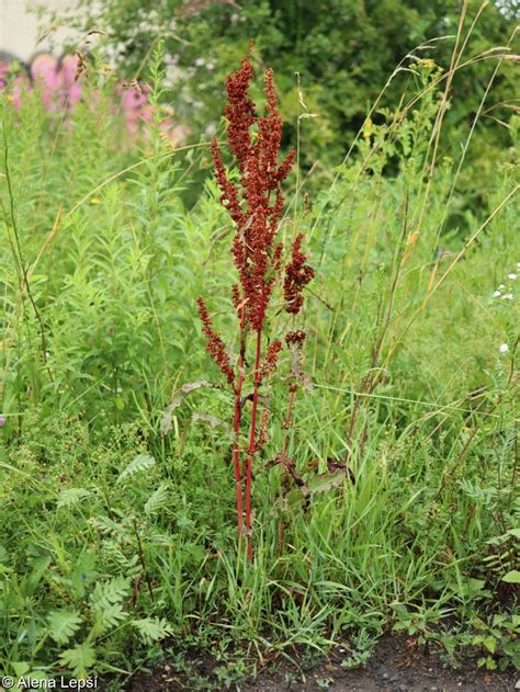 Unveil the Mysteries of Rumex Crispus