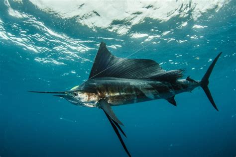Sailfish Vs Swordfish The Main Differences Between The Species Wide Open Spaces