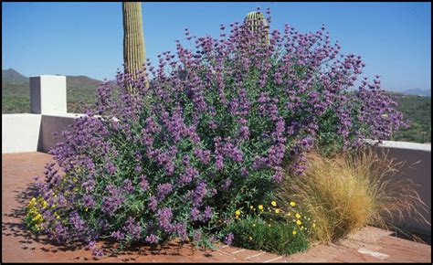 Salvia Clevelandii: Rare Plant Wonders Uncovered