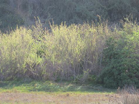 Discover the Unique Charm of Sandbar Willow