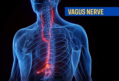 Scientists Develop Long Term Vagus Nerve Implant For Bioelectronic Medicine Research Northwell Health