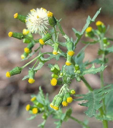 Senecio vulgaris: Unveil Weed Secrets