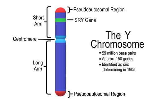 Sex Genes The Y Chromosome And The Future Of Men